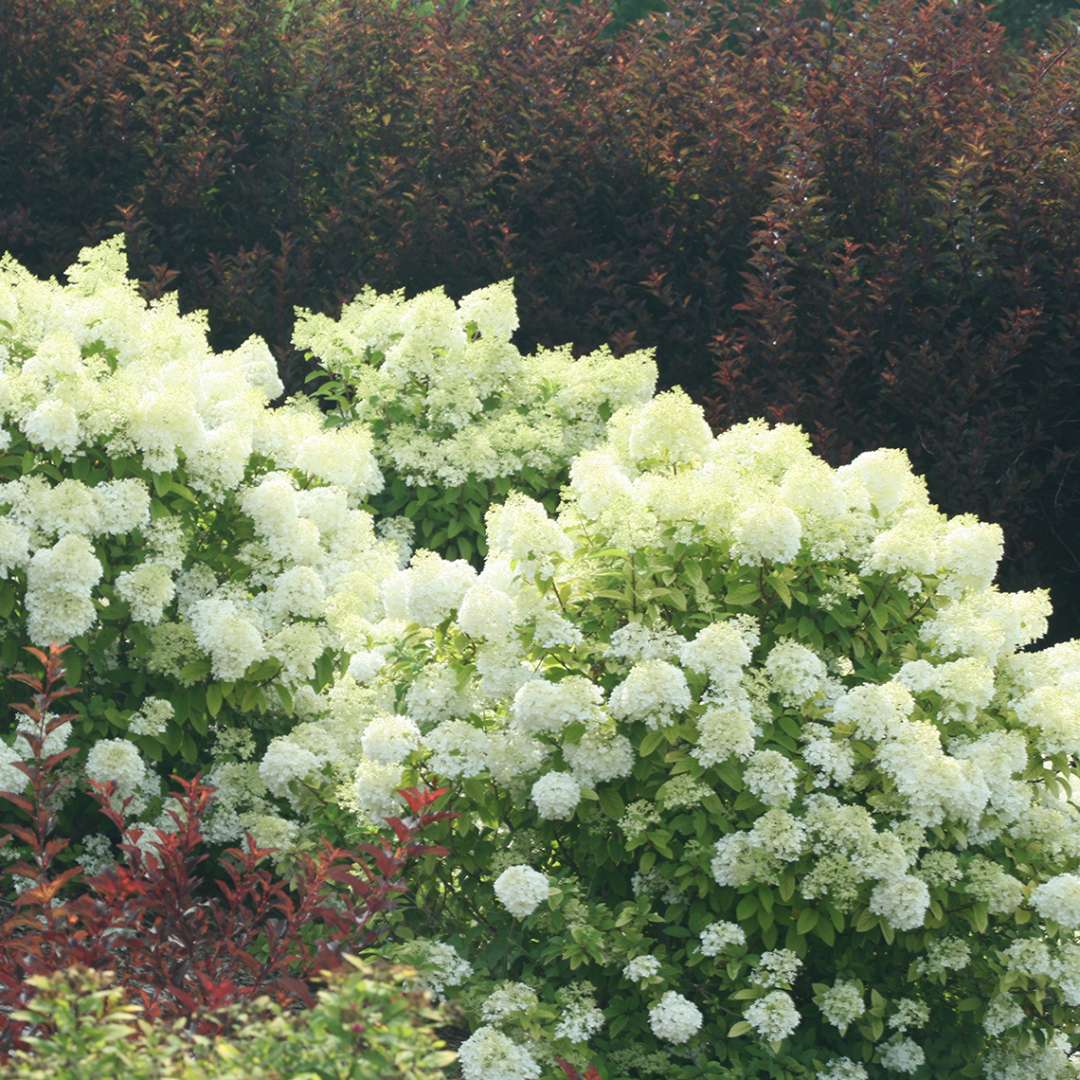 Several Bobo hydrangea shrubs in full bloom in a landscape with a backdrop of dark red ninebark